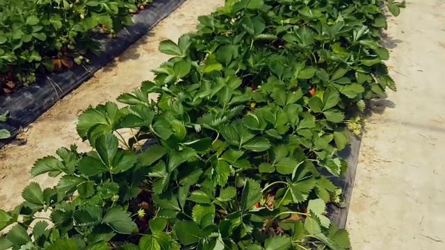 Гениально!ОГОРОД БЕЗ ПЕРЕКОПКИ, ПРОПОЛКИ /Садоводство во Франции/Без Сорняков! смотреть онлайн