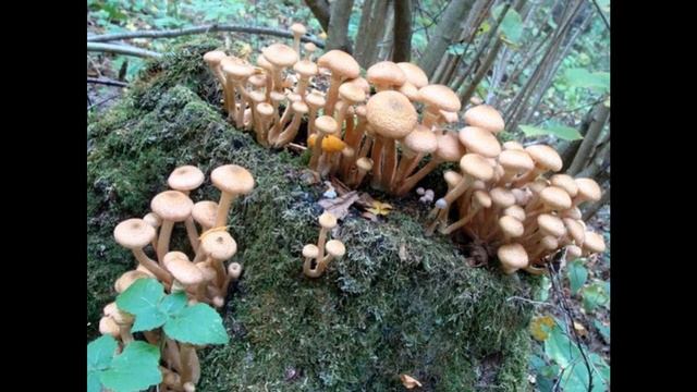 Уч.27сот знп/ЛПХ Прописка ПМЖ эл-во газ д. Мерлеево МКАД 62км. смотреть онлайн