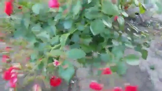 Розы первогодки. Передержка до посадки в холодильнике смотреть онлайн