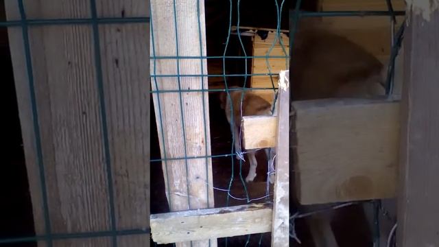 Приютские собаки из г. Колпино ищут дом смотреть онлайн