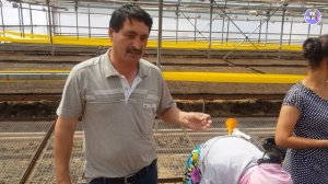 Как правильно посадить семена помидора в кассеты