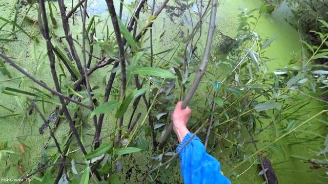 ПОСТАВУШКИ с ФЛАЖКАМИ! Ловля щуки на живца с берега (живец - карась) смотреть онлайн