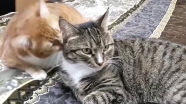 А вы знали..? Приметы и поверья про котов. смотреть онлайн