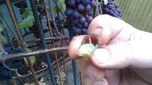 виноград Агат донской