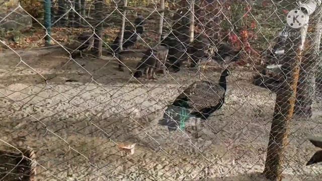 Дивеево Троицкий Скит. смотреть онлайн