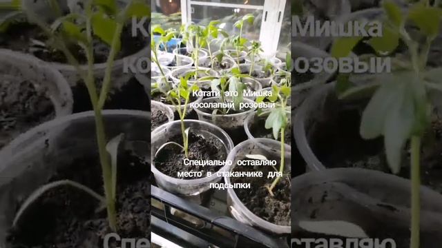 томаты сорт Мишка косолапый))) смотреть онлайн