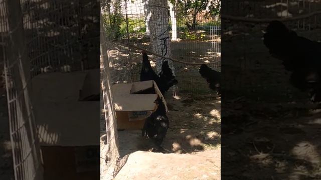 карликовый петух кукарекает) #shorts #петух смотреть онлайн