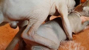 Вязка  Сфинксов. Dekung