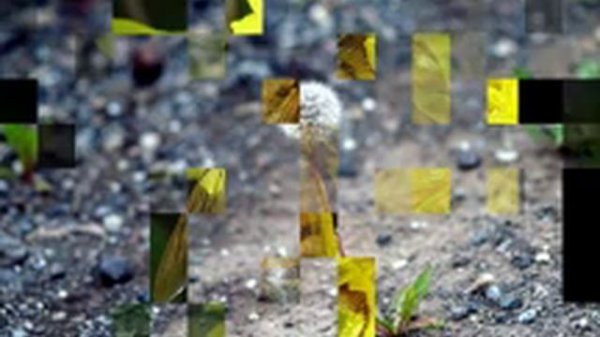 Dandelions : Edible and Medicinal Uses