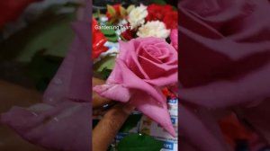 Rose Shiun / Rose Shi-un from India. Potted Roses Kerala #mauverose #purplerose #scentedrose