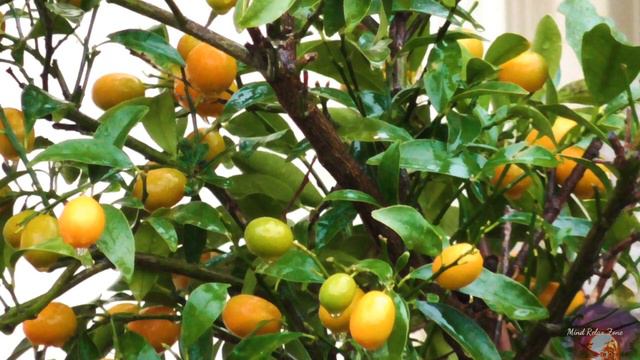 Light Rain On A kumquat Tree, Relaxing Rain Sounds Recording, Sleep, Meditate, Relax, Study смотреть онлайн