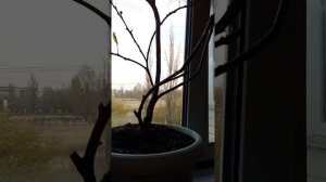 Как реанимировать лимон