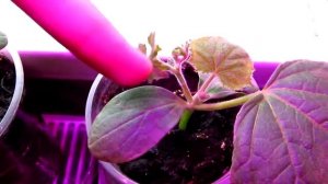 #1 Ранний посев огурца «Шоша» 24.01.19г/Спустя 17 дней после всходов.