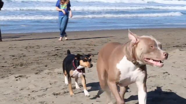 NTWM GOES TO THE BEACH FT. THE BOIS & DOGGOS смотреть онлайн