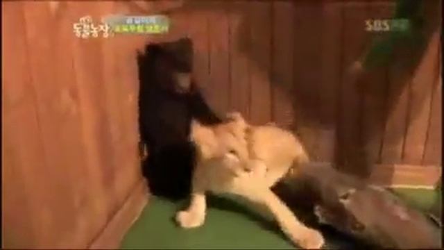 Знакомство медвежонка и львёнка смотреть онлайн