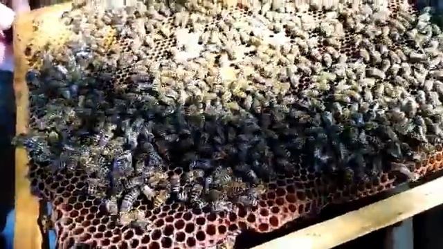 Однорамочные отводки пчел, расширяю пасеку. Однорамочный отводок от формирования до засева матки. смотреть онлайн