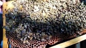 Однорамочные отводки пчел, расширяю пасеку. Однорамочный отводок от формирования до засева матки.