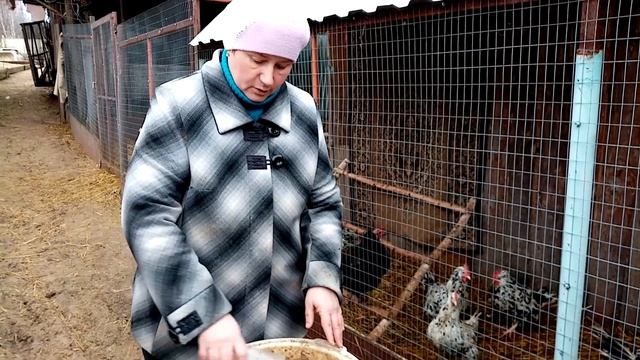 Зимний рацион кормления кур. Основной состав корма для кур несушек. смотреть онлайн
