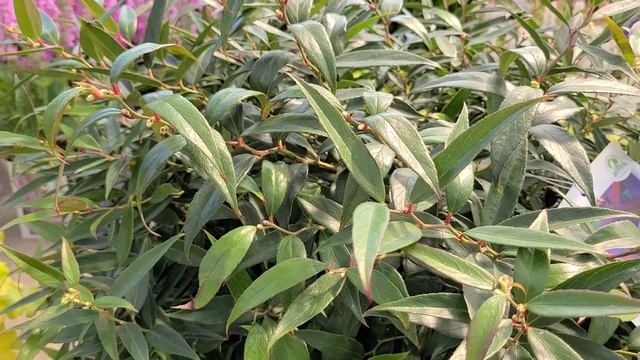 Leucothoe Leafscape™'Burning Love' // Burgundy Foliage