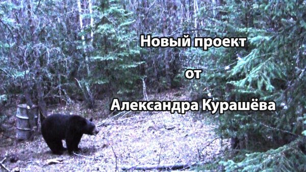 Новый проект Александра Курашёва об охоте с луком, арбалетом, огнестрельным оружием и не только!