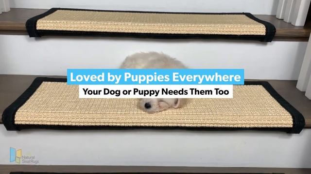 Bijon Puppy on Island Ivory Sisal Bullnose Carpet Stair Treads смотреть онлайн