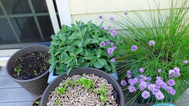 Back Porch Garden Tour. What is growing? смотреть онлайн