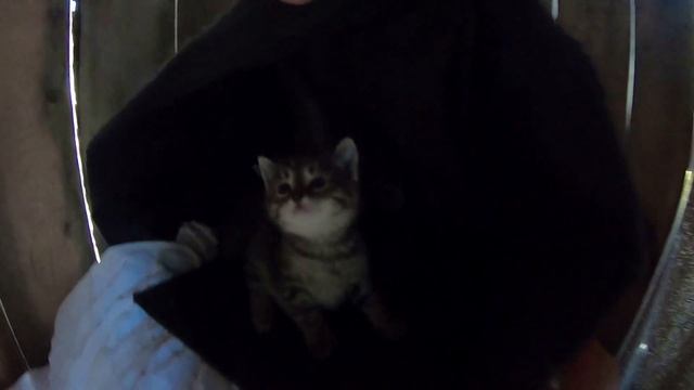 Алтын Казык. Горный Алтай. смотреть онлайн