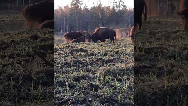 Бизоны, кто сильнее смотреть онлайн