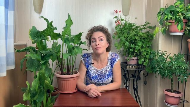 КАЛЛЫ после цветения. смотреть онлайн