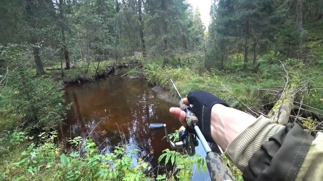 За клюквой и форелью. Ленинградская область. смотреть онлайн