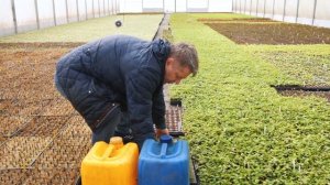 Древесное черенкование гортензии метельчатой Грандифлора питомниковода Олейника Алексея