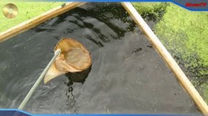 ДАФНИЯ. ПРИСПОСОБЛЕНИЕ ДЛЯ ЛОВЛИ ДАФНИИ