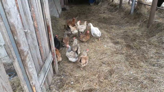 Гусь Дружок, который живет с курицами, и думает, что он курица))) смотреть онлайн