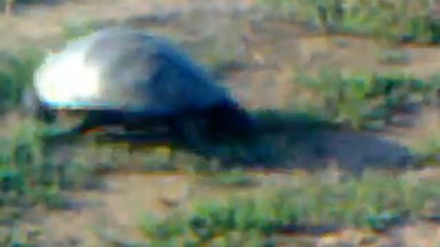 Живут ли в Саратовской области сухопутные черепахи? смотреть онлайн