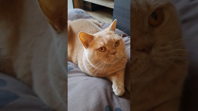 Ох, уж эти домашние животные.. смотреть онлайн