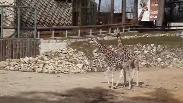 Жирафы смотреть онлайн