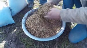 МТЗ 82.1 ,посев люцерны сеялкой СЗ-3,6