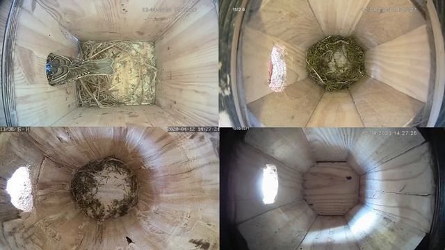 Онлайн-трансляция из скворечника, синичника, дуплянки -2020. Город Калуга. смотреть онлайн