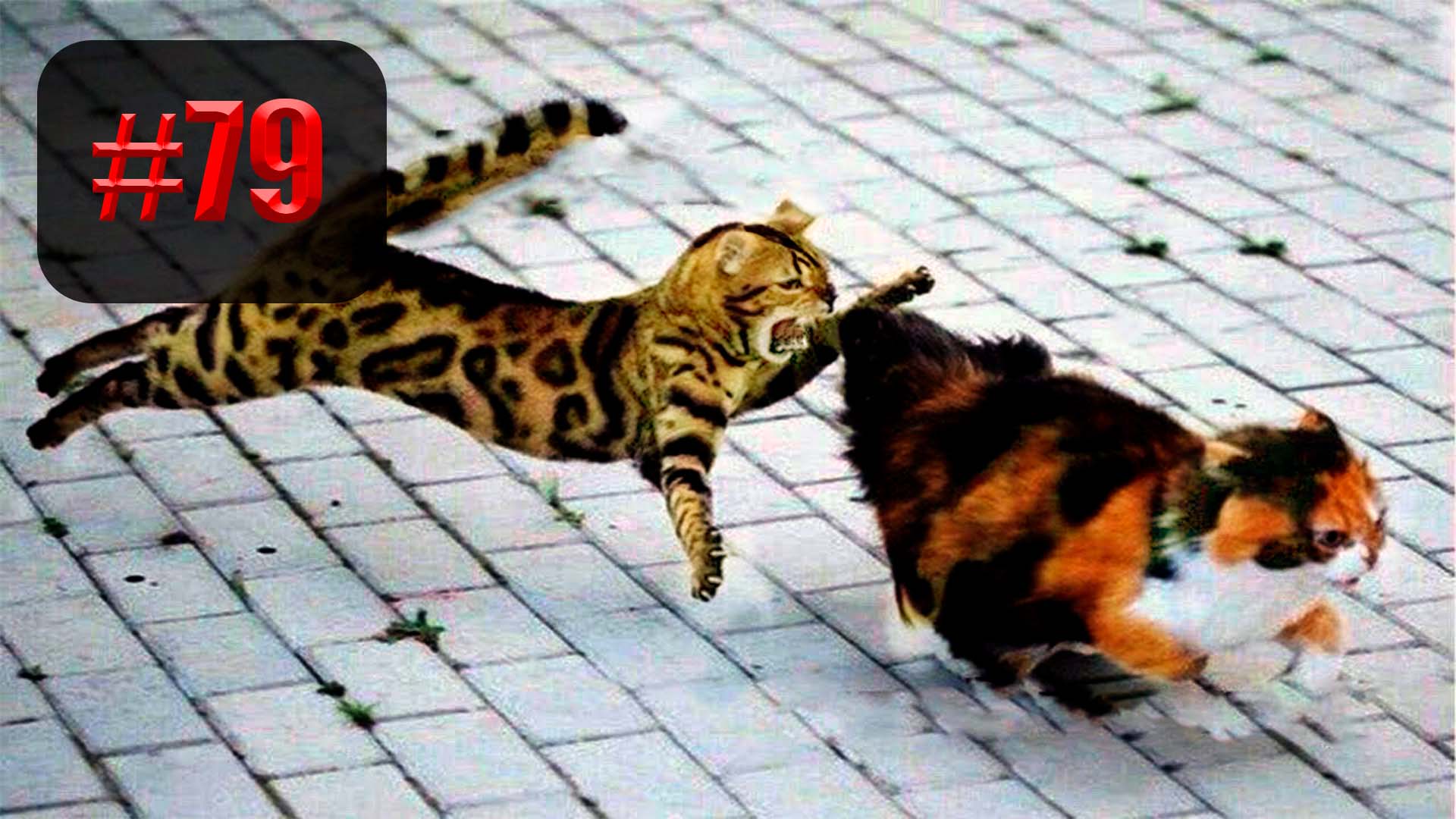 952 секунды Смеха ?? | UNUSUAL MEMES приколы лучшие до слез ?? 2022 Funny cute cats compilation смотреть онлайн