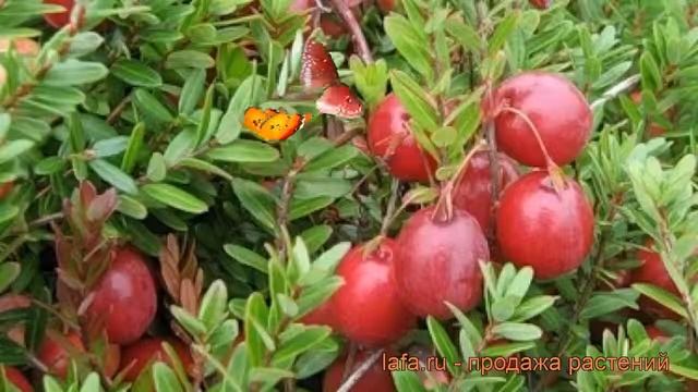 Клюква крупноплодная Мак Фарлен (mak farlen) ? обзор: как сажать, саженцы клюквы Мак Фарлен смотреть онлайн