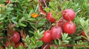 Клюква крупноплодная Мак Фарлен (mak farlen) ? обзор: как сажать, саженцы клюквы Мак Фарлен