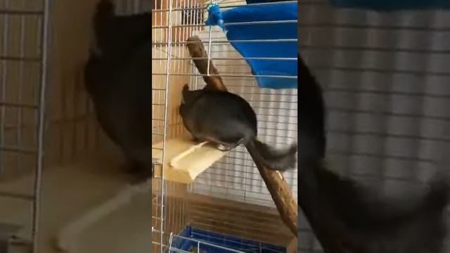 Шиншилла мальчик по имени Рипл (Ripple) | Chinchilla смотреть онлайн