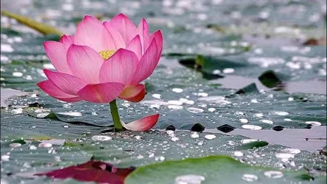 Лотос Комарова смотреть онлайн