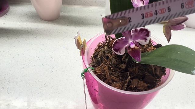 Орхидея Phal. Younghome Kaleido от Miki цветёт в первый раз🌺 Что мне прислали? #orchid #orchids смотреть онлайн
