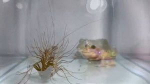 Лягушка гигантской домашней многоножкой Лягушка лягушка-бык ЖИВОЕ КОРМЛЕНИЕ 青蛙 巨屋蜈蚣蛙 牛蛙 活体饲养