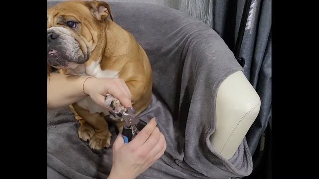 Стрижка когтей! Намордник своими руками! смотреть онлайн