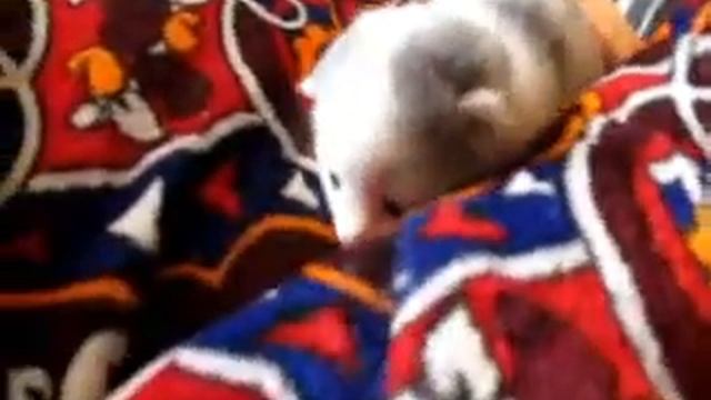 Брошенный котенок выжил! .wmv смотреть онлайн