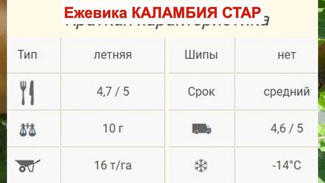 ЕЖЕВИКА КОЛАМБИЯ СТАРС - сорт БЕЗ ШИПОВ. ВКУСНАЯ КРУПНАЯ ЯГОДА. ОПИСАНИЕ СОРТА характеристики ОТЗЫВ смотреть онлайн
