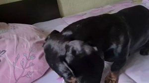 Чем кормить таксу?