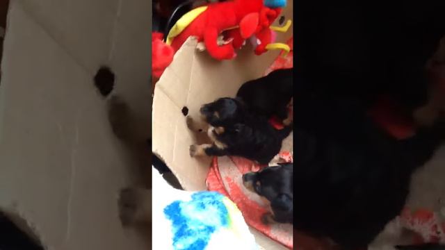 Щеночки моей собачки... смотреть онлайн